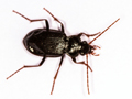 Nebria brevicollis